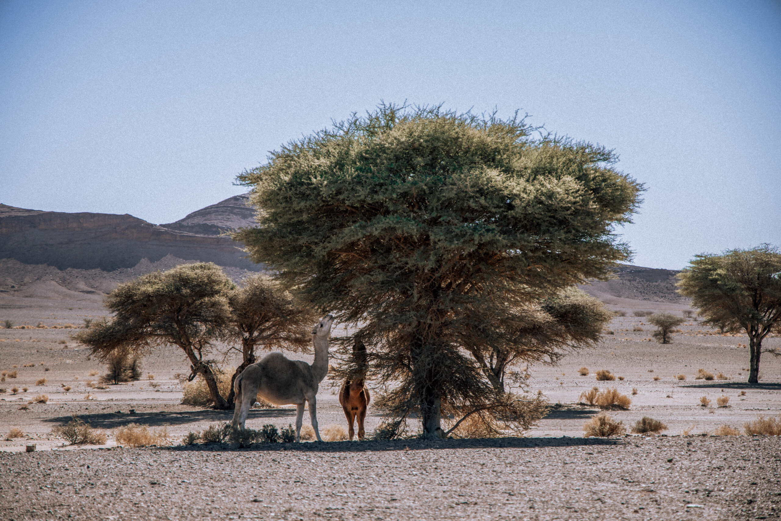 3 Days Ouarzazate to Fes desert tour